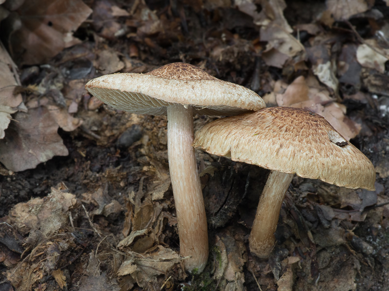 Inocybe erinaceomorpha